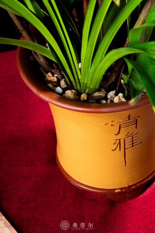 25年 年宵花 组合植物--国兰 商品图2