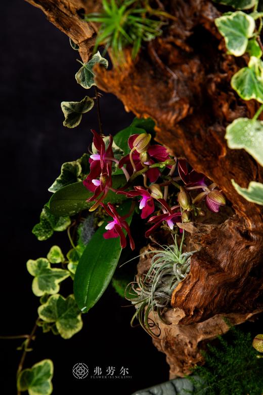 白蛇接财 商品图4