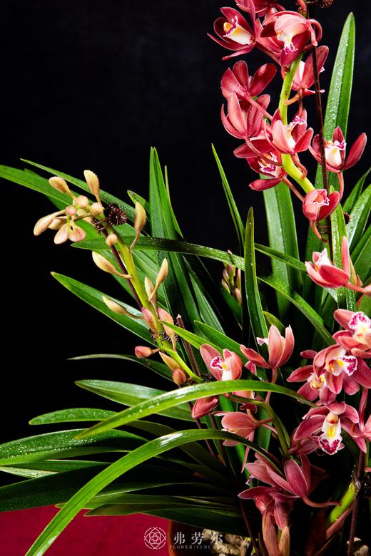 25年 年宵花 组合植物--蕙兰 商品图1