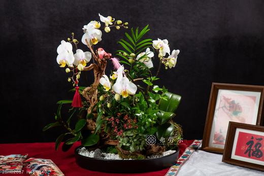 神气蛇足 商品图1