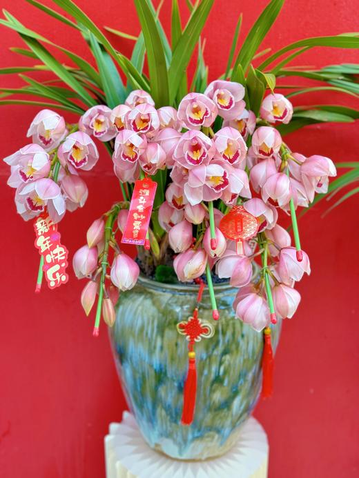 吉祥如意——粉色大花蕙兰6枪 商品图6