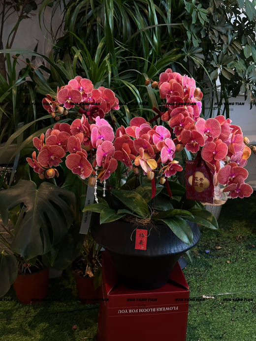 蒸蒸日上 · 蝴蝶兰盆栽 商品图2