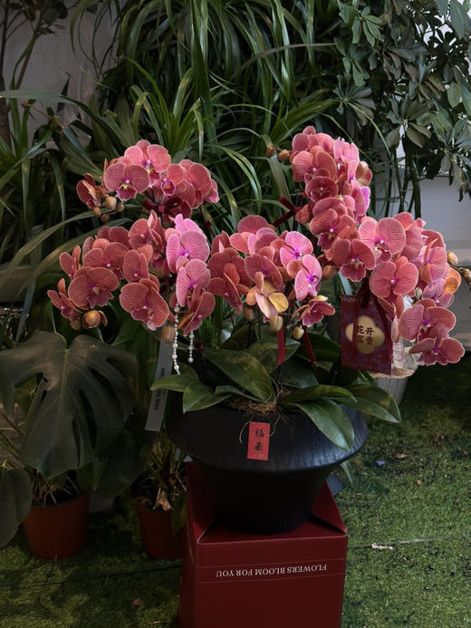 蒸蒸日上 · 蝴蝶兰盆栽 商品图3