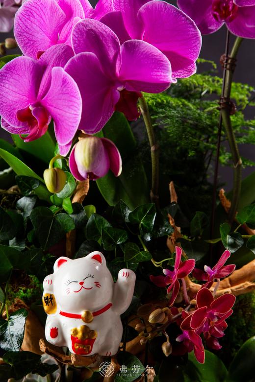 蛇来带金 商品图2