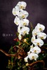 气蛇如虹 商品缩略图0
