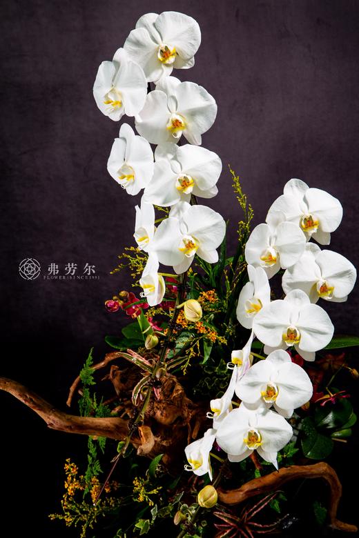 气蛇如虹 商品图0