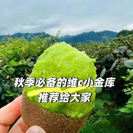 【原生小猕绿心奇异果】🥝富含vc 多吃猕猴桃有益身体 ，常温放软食用，纯甜无酸无硬心 商品图5