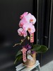 马卡龙单支蝴蝶兰 商品缩略图3