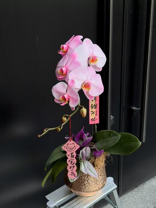 马卡龙单支蝴蝶兰 商品图3