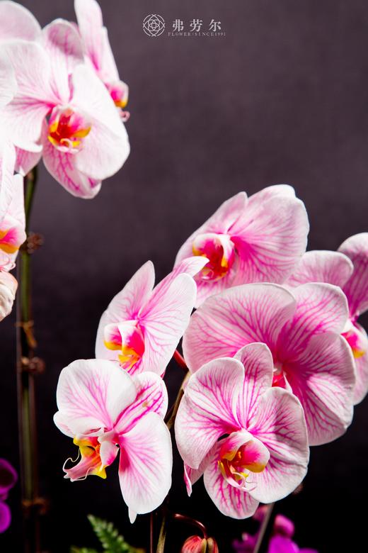 蛇么都好 商品图2