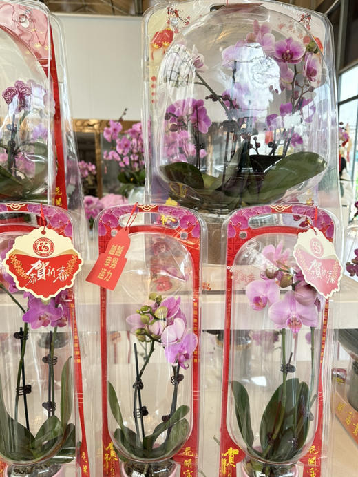 礼盒装蝴蝶兰 商品图0