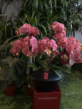 蒸蒸日上 · 蝴蝶兰盆栽