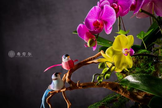 心想蛇成 商品图2