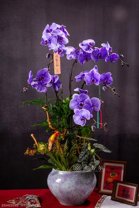 蛇颜悦色