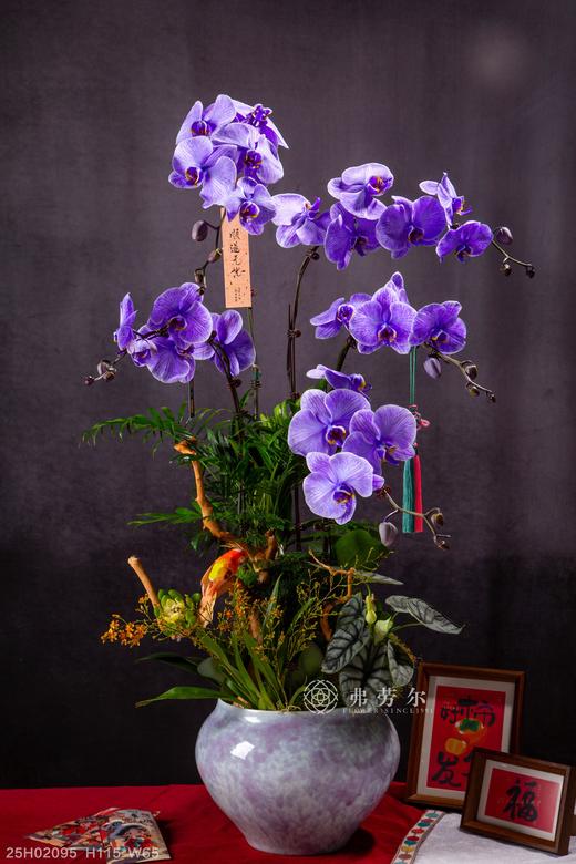 蛇颜悦色 商品图0