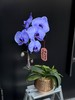 马卡龙单支蝴蝶兰 商品缩略图6