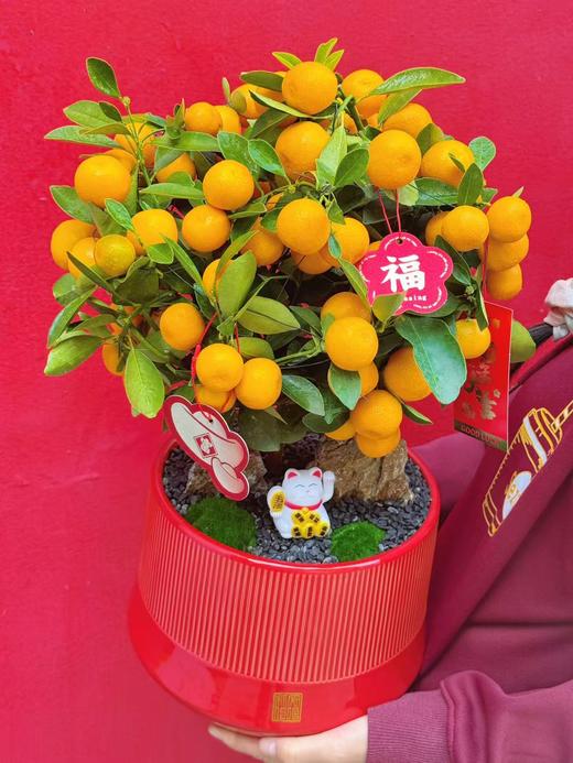 大吉大利——四季年橘 商品图4