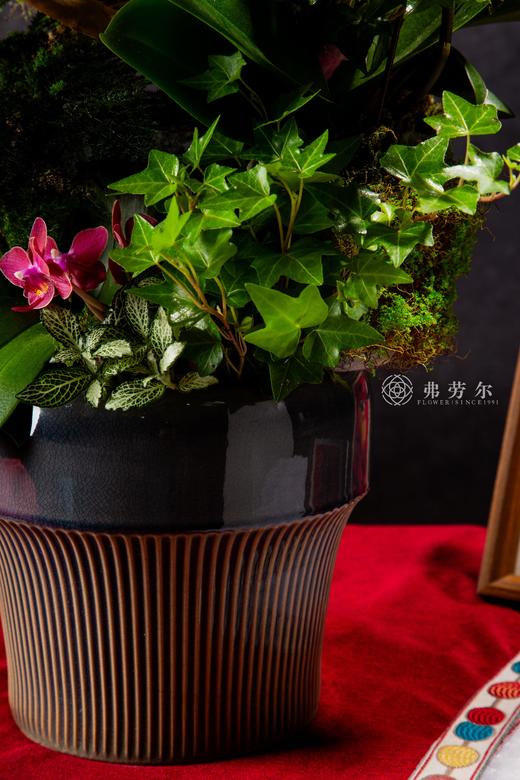 心想蛇成 商品图3