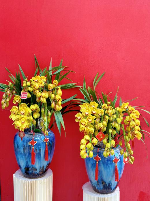 黄金万两——黄色大花蕙兰6枪 商品图2