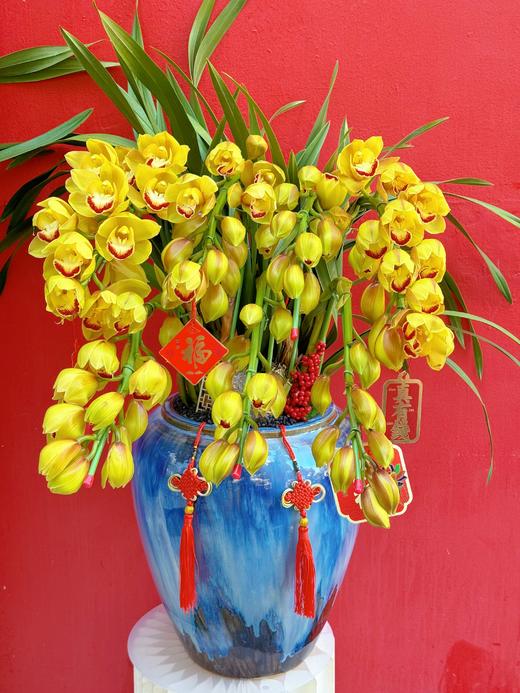 黄金万两——黄色大花蕙兰6枪 商品图1