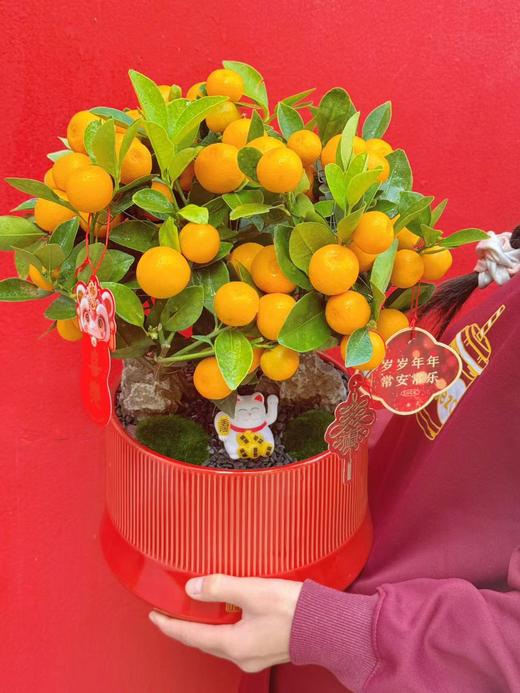大吉大利——四季年橘 商品图6