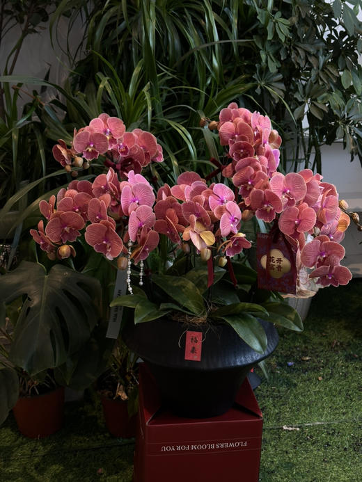 蒸蒸日上 · 蝴蝶兰盆栽 商品图1