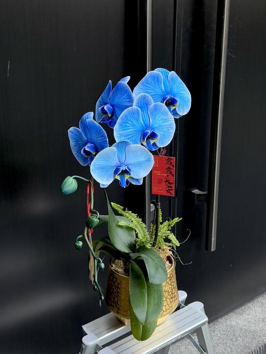 马卡龙单支蝴蝶兰 商品图5