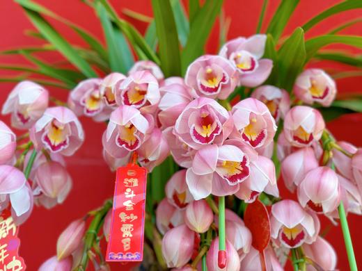 吉祥如意——粉色大花蕙兰6枪 商品图7
