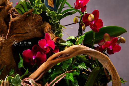 气蛇如虹 商品图4