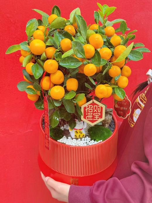 大吉大利——四季年橘 商品图5