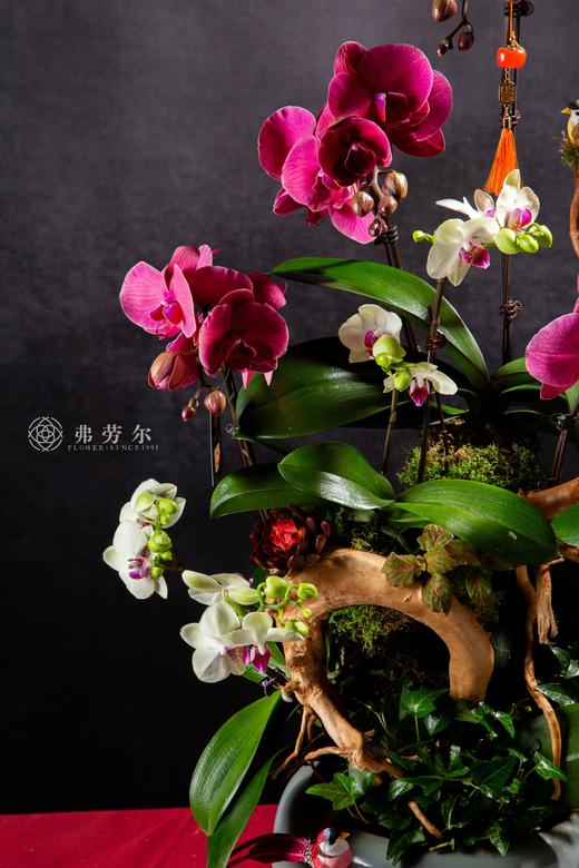 大显蛇通 商品图1