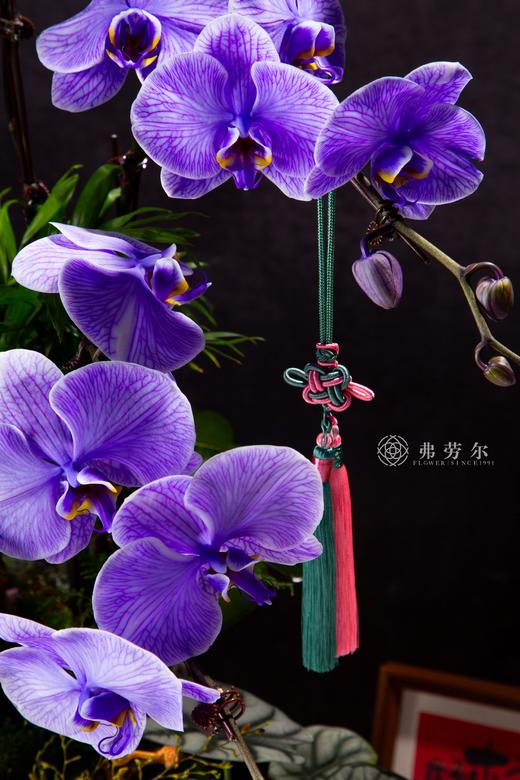 蛇颜悦色 商品图1