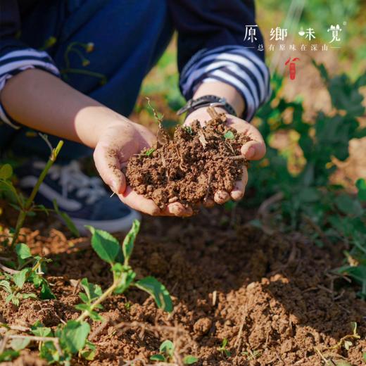 有机四季豆（基地直发-顺丰包邮）｜3斤/箱，来自云南楚雄，生产者：庄代康【合作生产，公平贸易】 商品图7