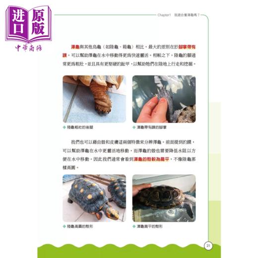 【中商原版】泽龟饲养指南 从挑选 环境设置 喂食 四季健康管理到繁殖 跟着养龟人这样做 给龟龟好的照顾 九桃 晨星出版 港台原版 商品图2