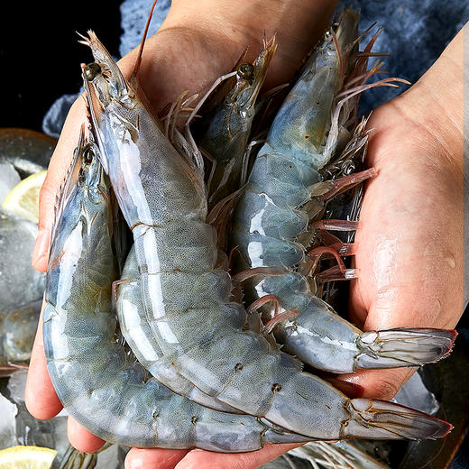 粉丝专属【到手3.3斤❗️厄瓜多尔南美白虾】源头直采，急速锁鲜，不缩水，无冰衣，壳薄肉嫩，个大饱满！生鲜冻品白对虾青虾基围虾海鲜水产 商品图0