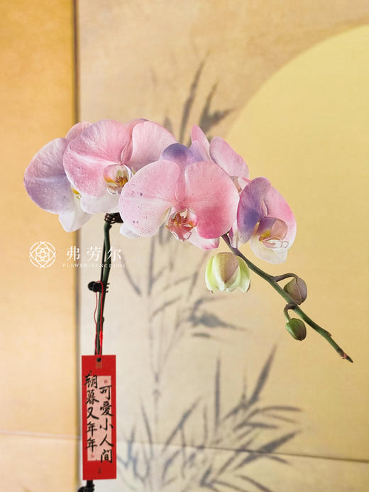 JT如花似锦 商品图1