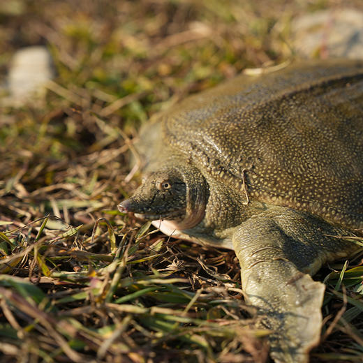 【杨博士甄选】中华鳖 正宗外塘生态中华老鳖大甲鱼鲜活食用放养水鱼团鱼王八 （公母随机） 商品图3