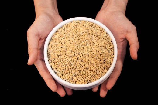 【5袋起四川省内包邮】川农牛·红香糯种子 100g/袋  糯性优良 富花青素景观性强 应用广泛 商品图2