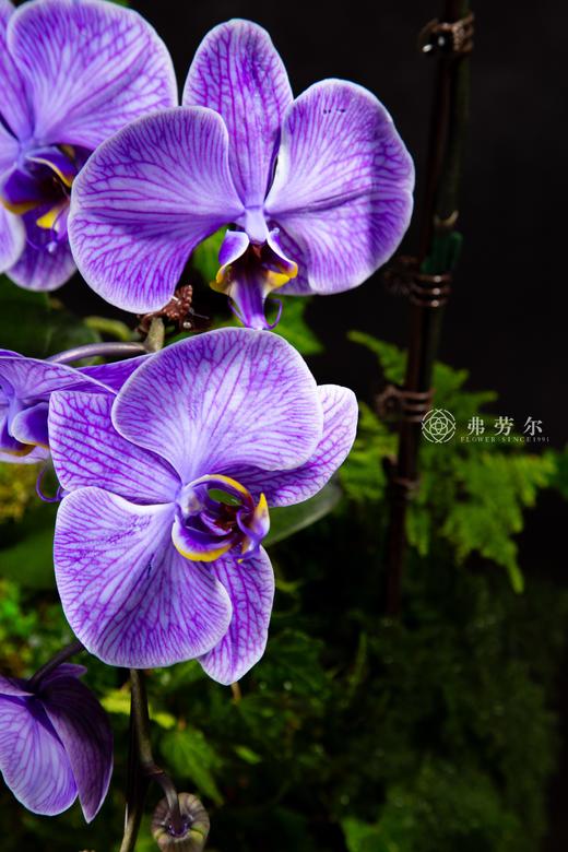 蛇运亨通 商品图1