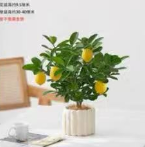 香水柠檬树1*1棵