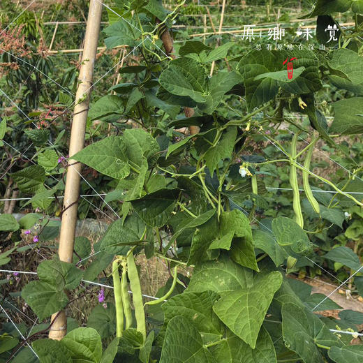 有机四季豆（基地直发-顺丰包邮）｜3斤/箱，来自云南楚雄，生产者：庄代康【合作生产，公平贸易】 商品图8