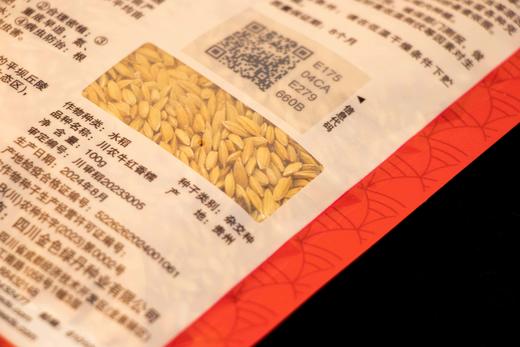 【5袋起四川省内包邮】川农牛·红香糯种子 100g/袋  糯性优良 富花青素景观性强 应用广泛 商品图5