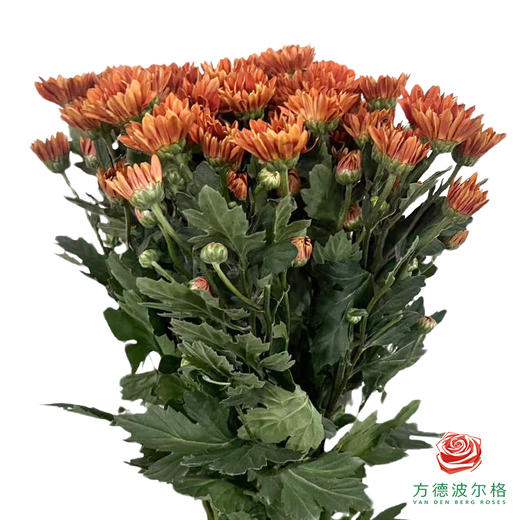 小菊-暖洋洋 商品图0