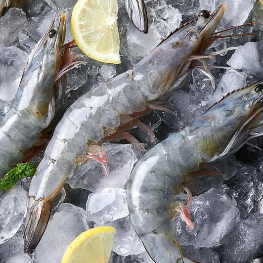 粉丝专属【到手3.3斤❗️厄瓜多尔南美白虾】源头直采，急速锁鲜，不缩水，无冰衣，壳薄肉嫩，个大饱满！生鲜冻品白对虾青虾基围虾海鲜水产 商品图1