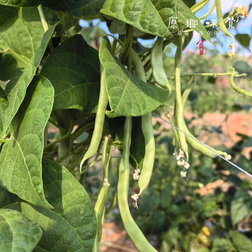 有机四季豆（基地直发-顺丰包邮）｜3斤/箱，来自云南楚雄，生产者：庄代康【合作生产，公平贸易】 商品图13