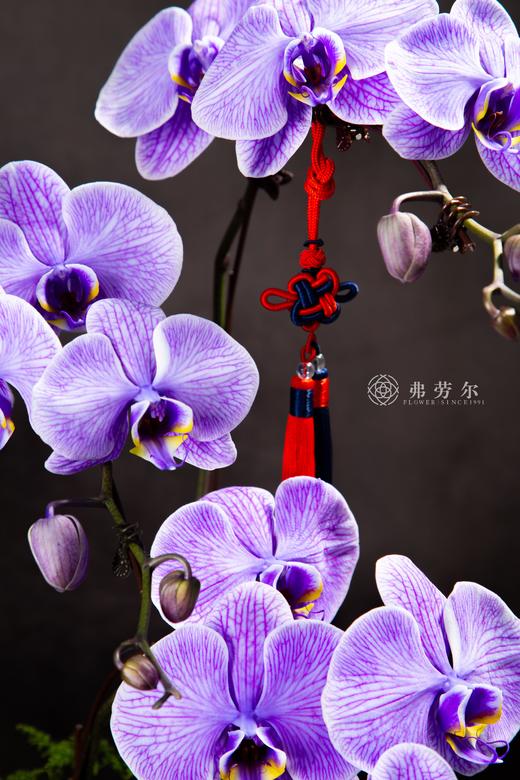 金蛇暴富 商品图1