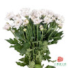 小菊-白雪公主 商品缩略图0