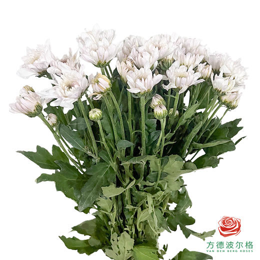 小菊-白雪公主 商品图0