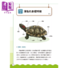 【中商原版】泽龟饲养指南 从挑选 环境设置 喂食 四季健康管理到繁殖 跟着养龟人这样做 给龟龟好的照顾 九桃 晨星出版 港台原版 商品缩略图1
