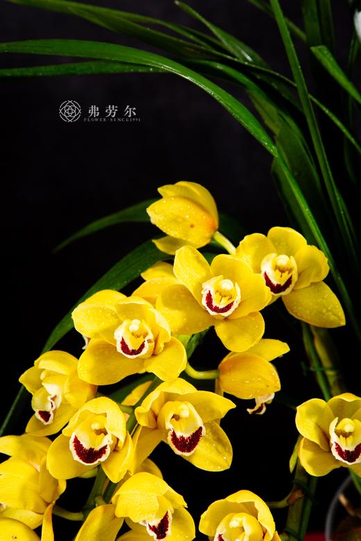 蛇年福满户 商品图2